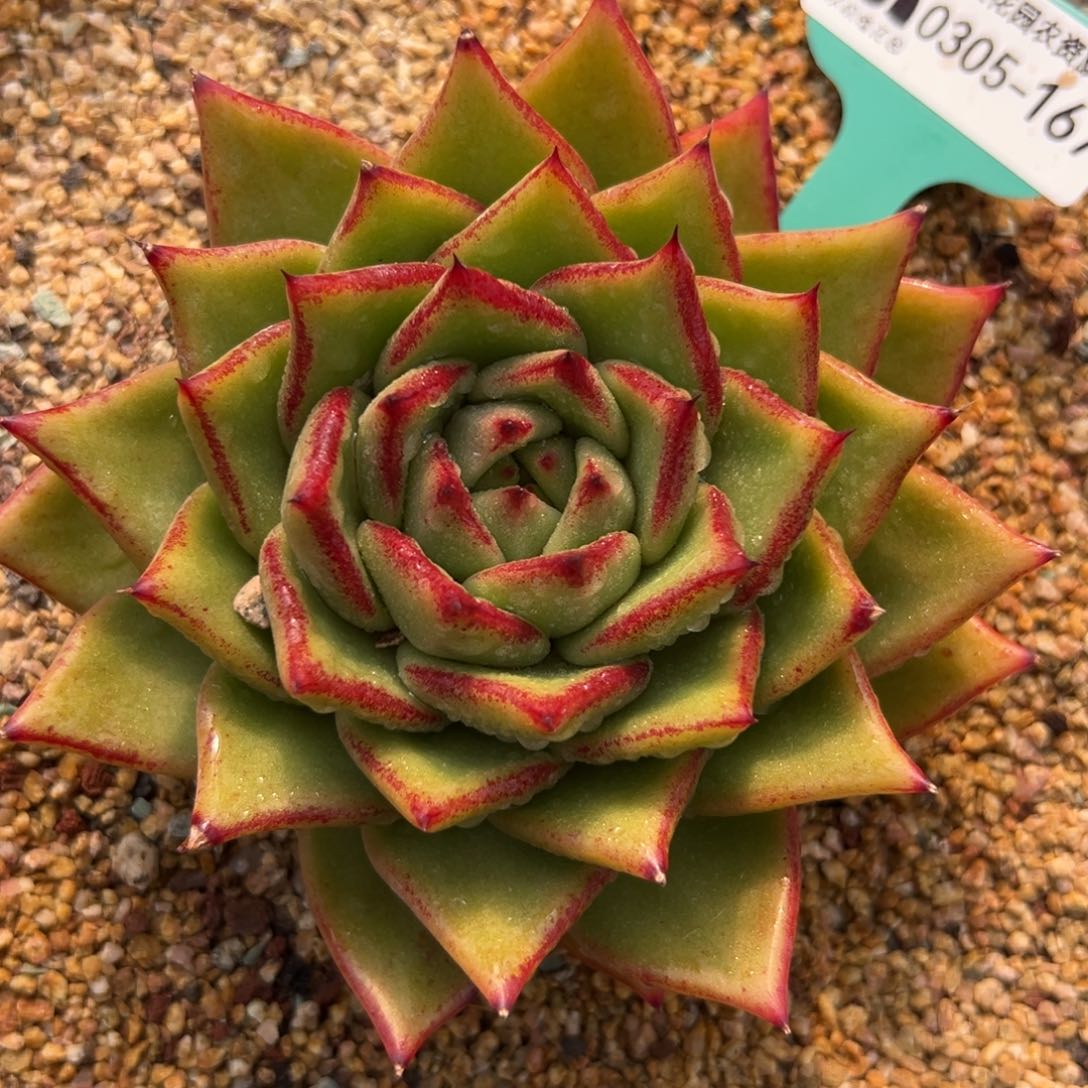 多肉一物一拍0304-167