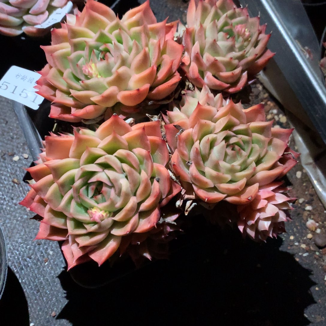 5151新年快乐发发发