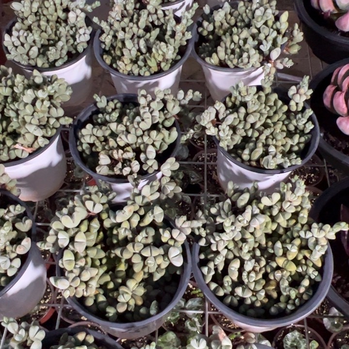 新疆包邮 鹿角海棠