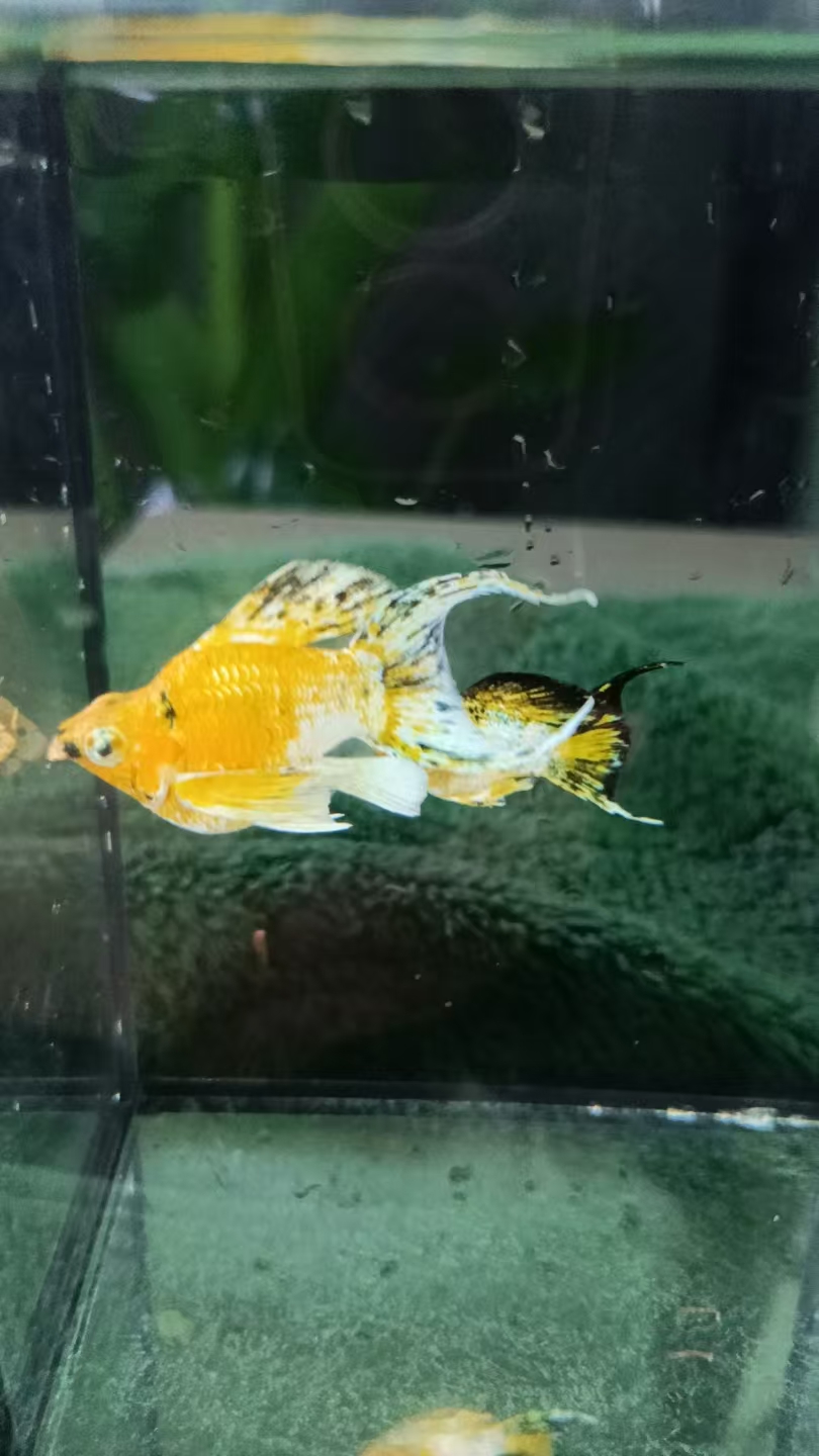 精品越系皮卡丘   鱼苗6条