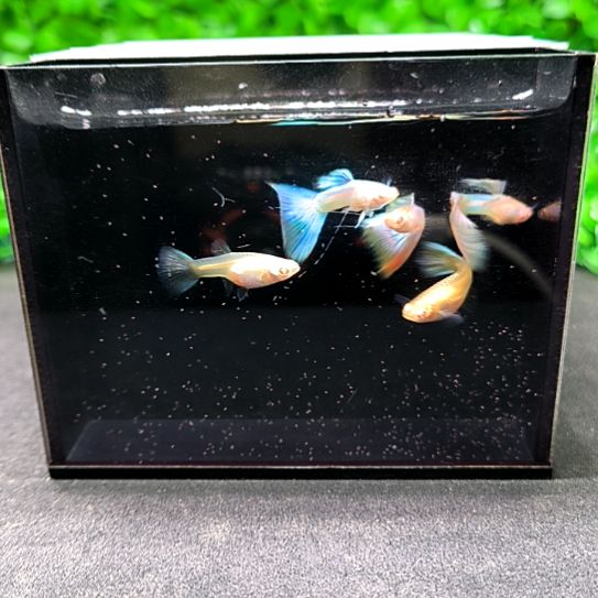 孔雀鱼极光幻彩三公两母带胎。