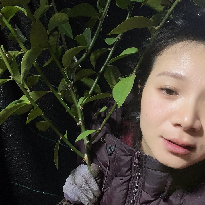 岁***悠7797叶仙7分枝一颗