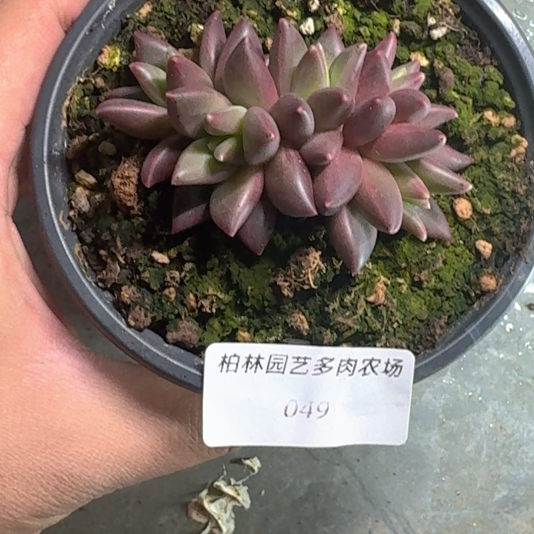 049莉莉丝 5头 一物一拍