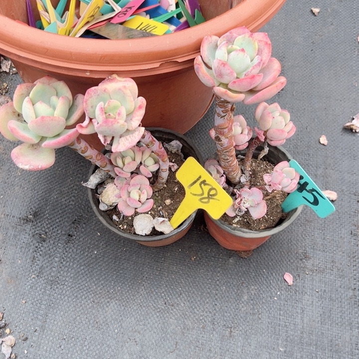 多肉，一物一拍，9.9包邮