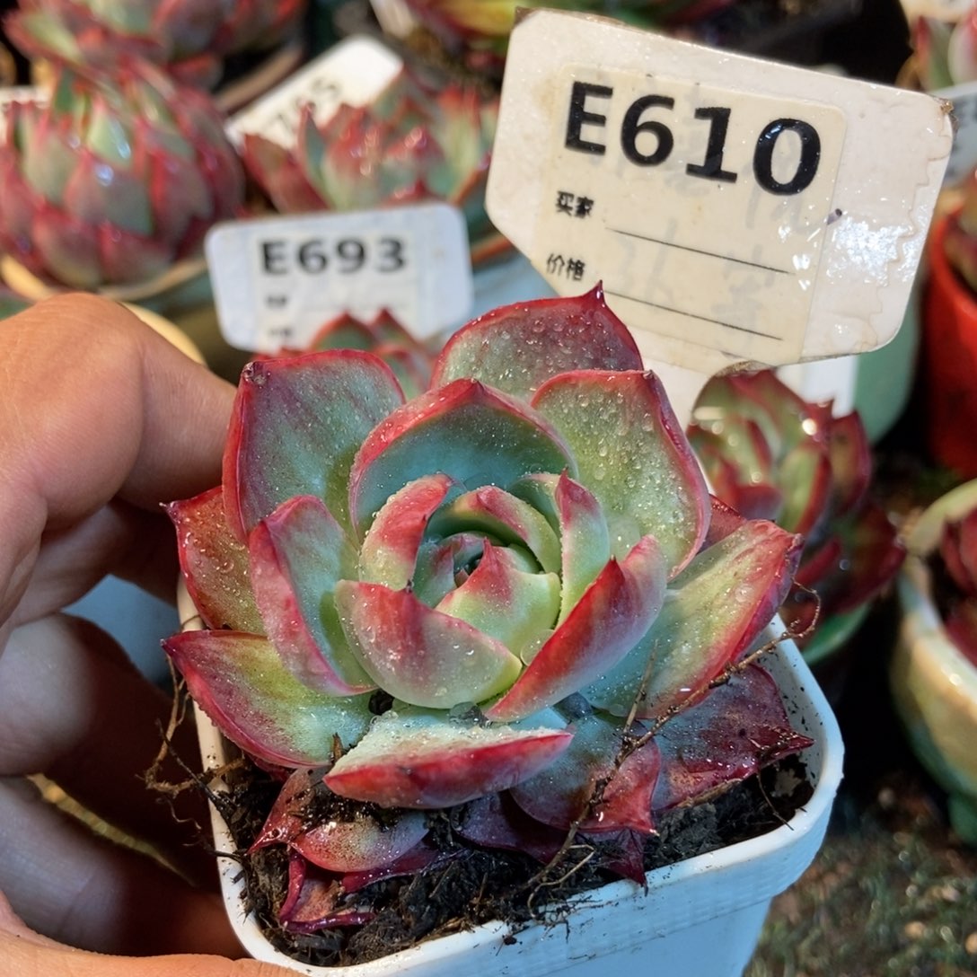 惊鸿一瞥610号楼多肉