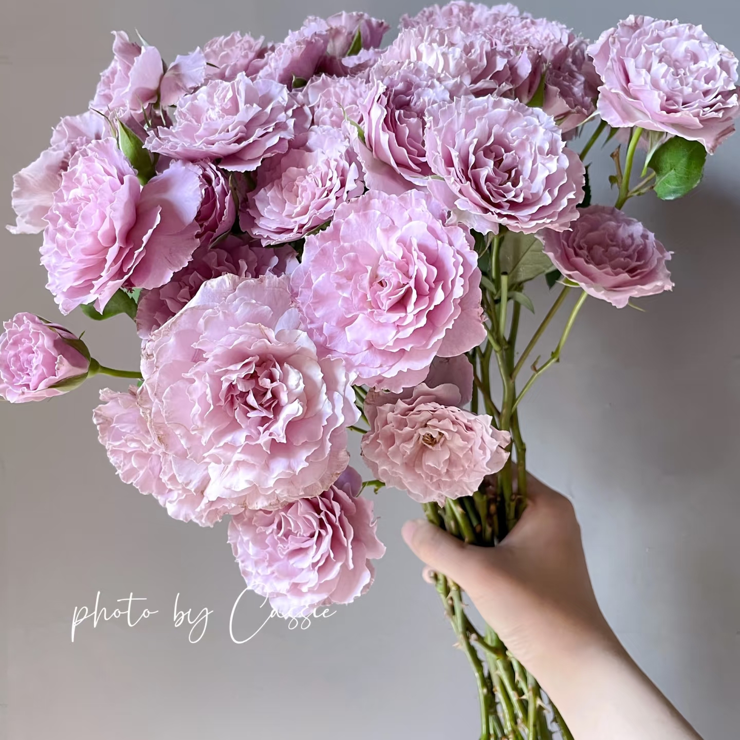 蜻蜓 月季紫色波浪边包对版浓香（1+根接土球发货）