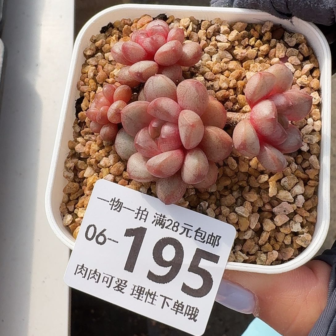 葡萄无盆土发货无盆