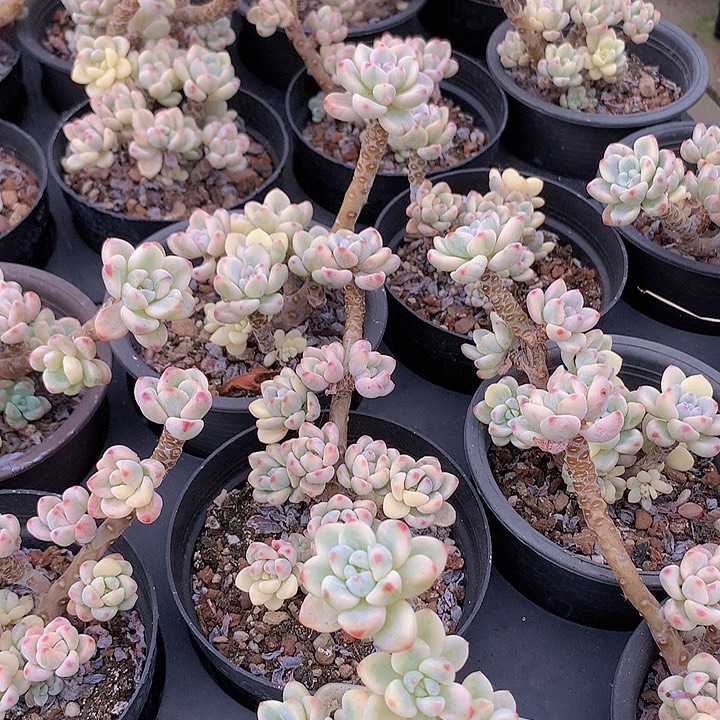 劳尔锦老桩脱土发