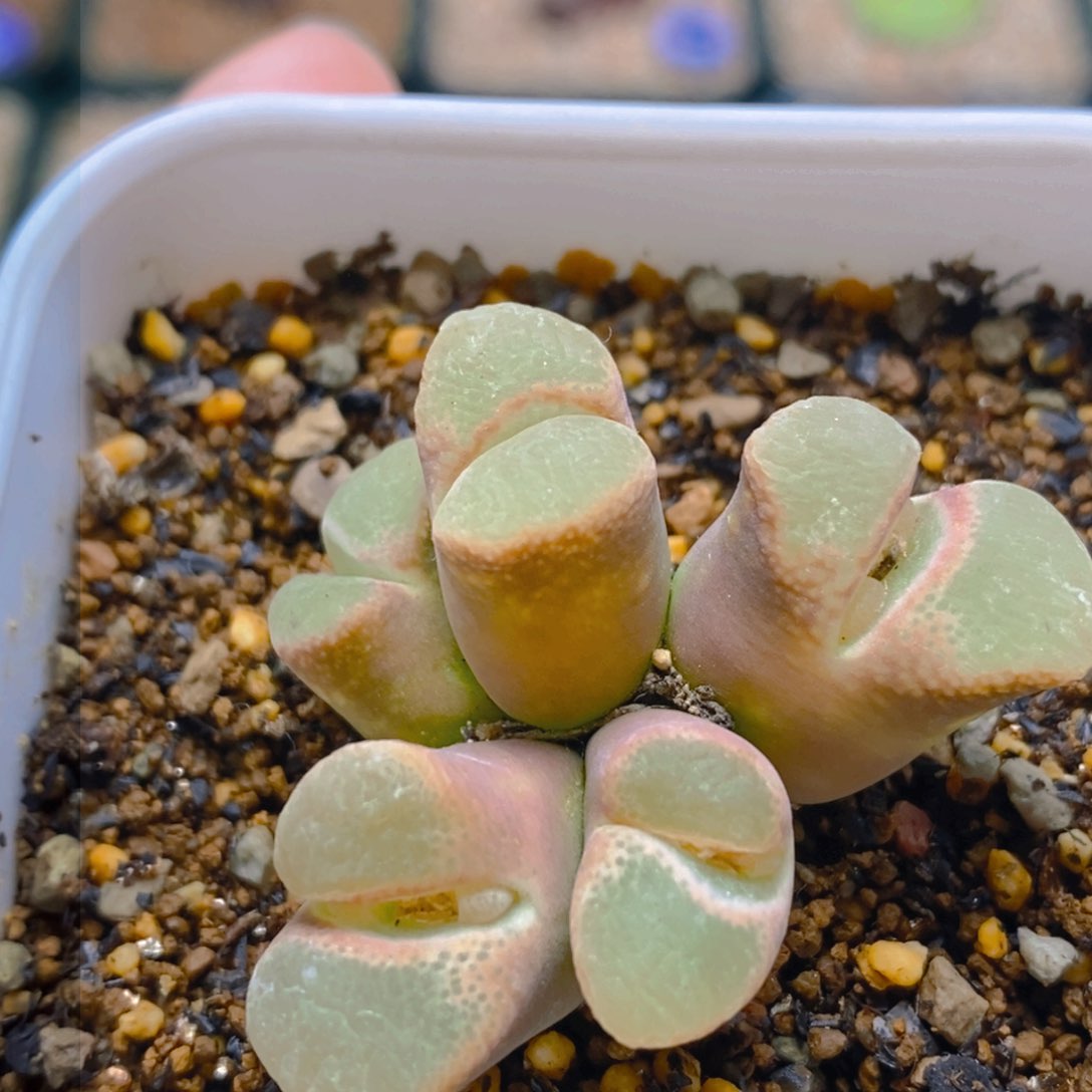 好看好看好看一颗群生风灵子