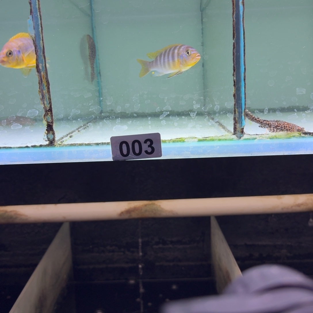 L***M慈鲷鱼3号欧若拉8-9