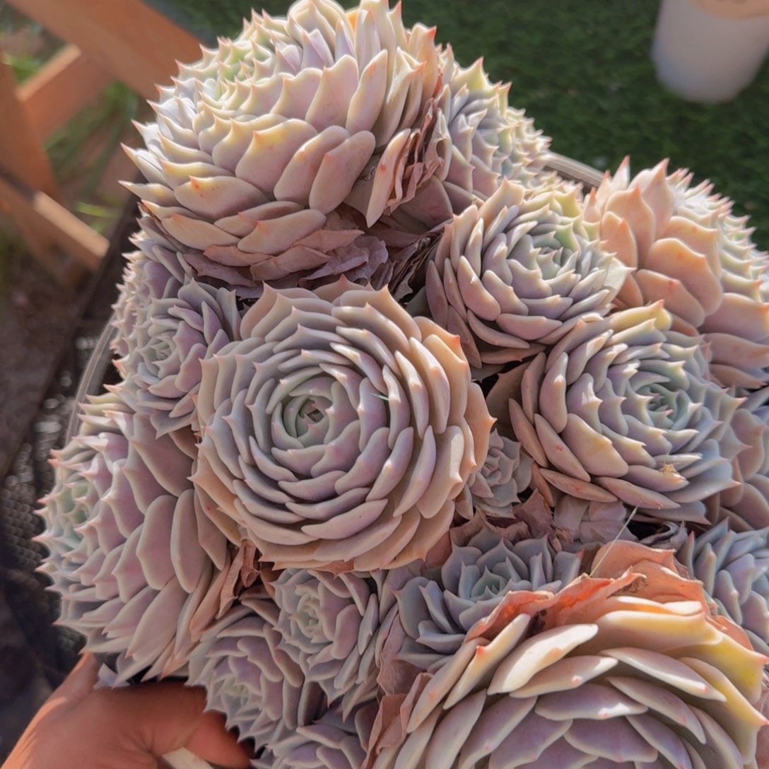 露娜莲大群一物一拍