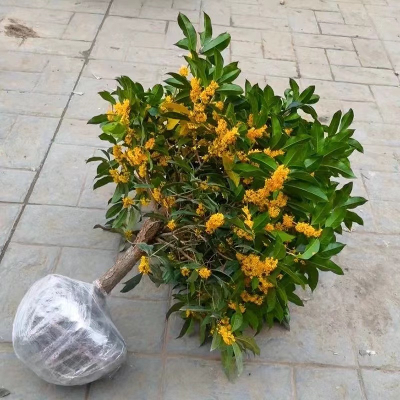 四季桂八月桂一物一拍