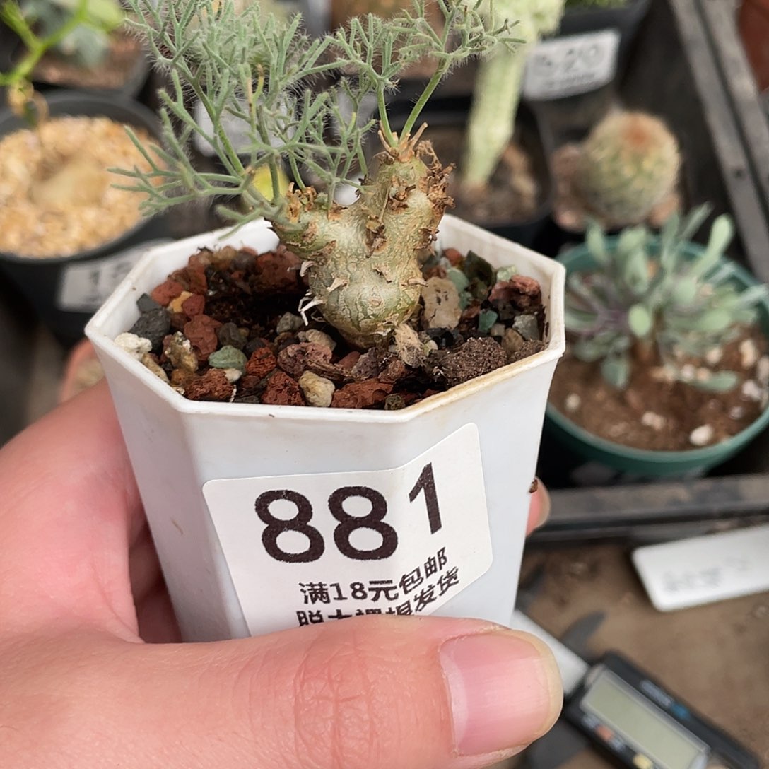 白皮月界（满18包邮）