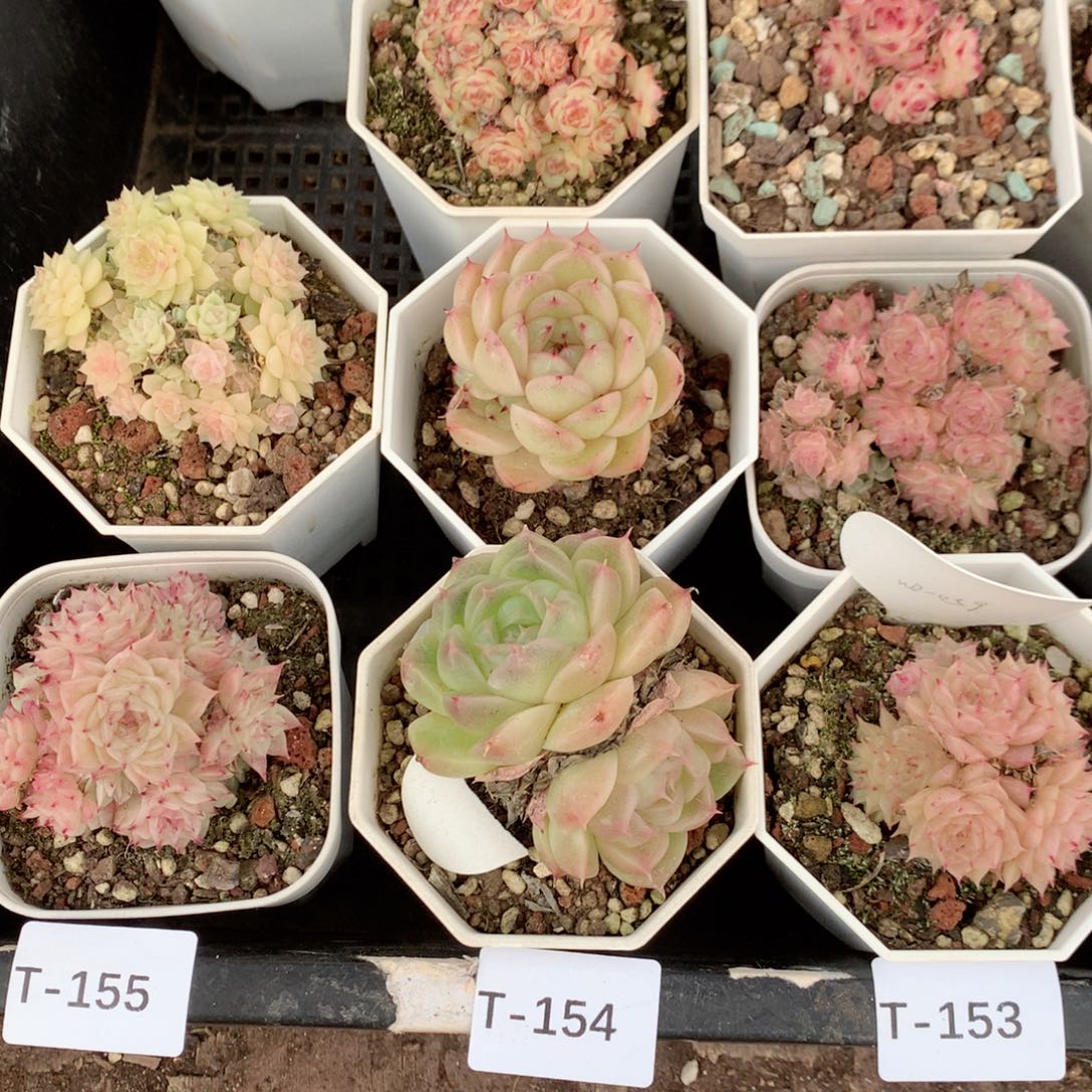 无花朵T154月英语英语