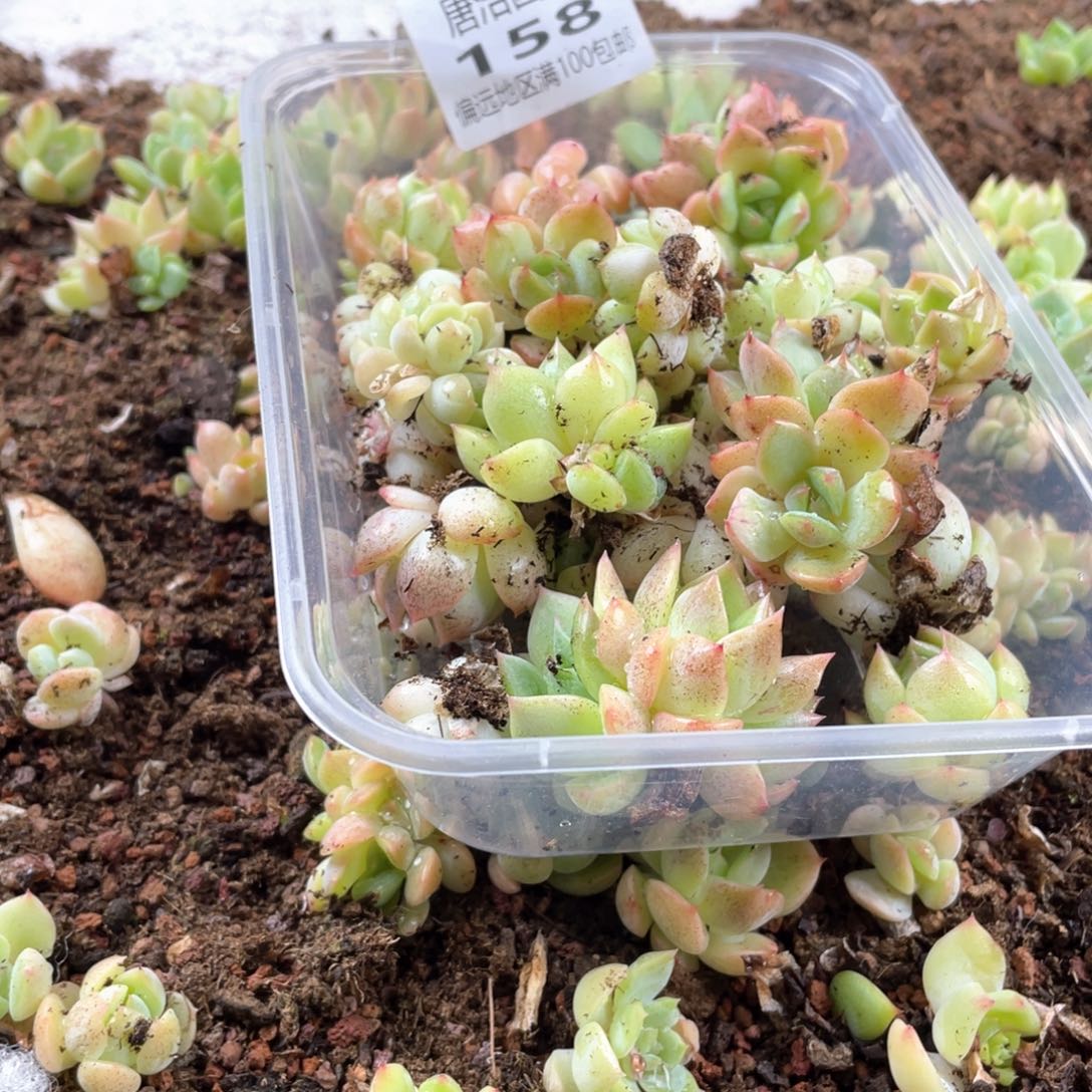 *****2S+珍妮一物一拍158