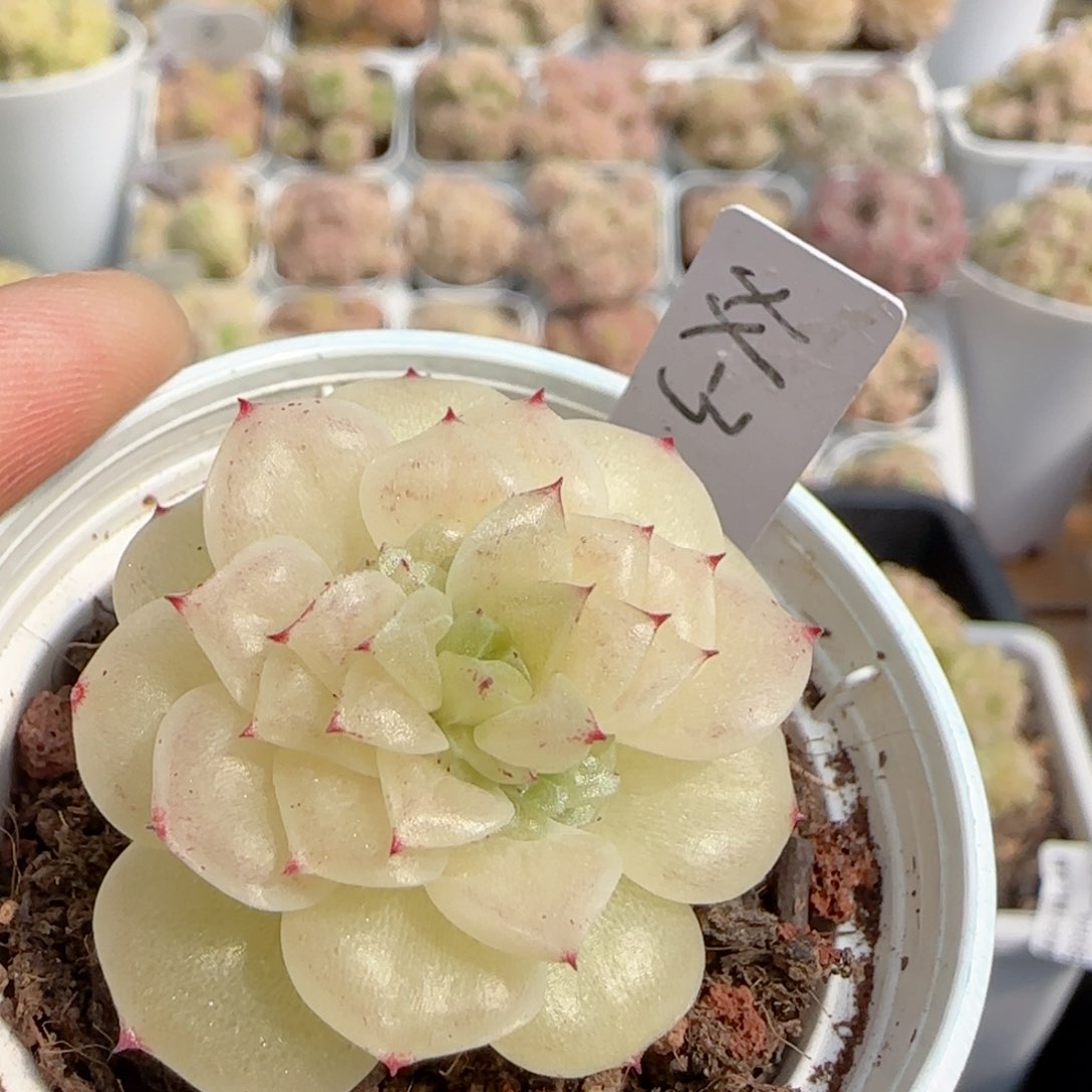 【闪购商品】0220-111（xx-3）