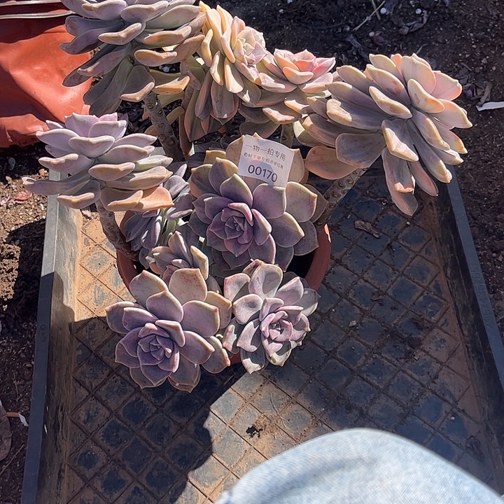 雨***荷紫乐锦群，一物一拍