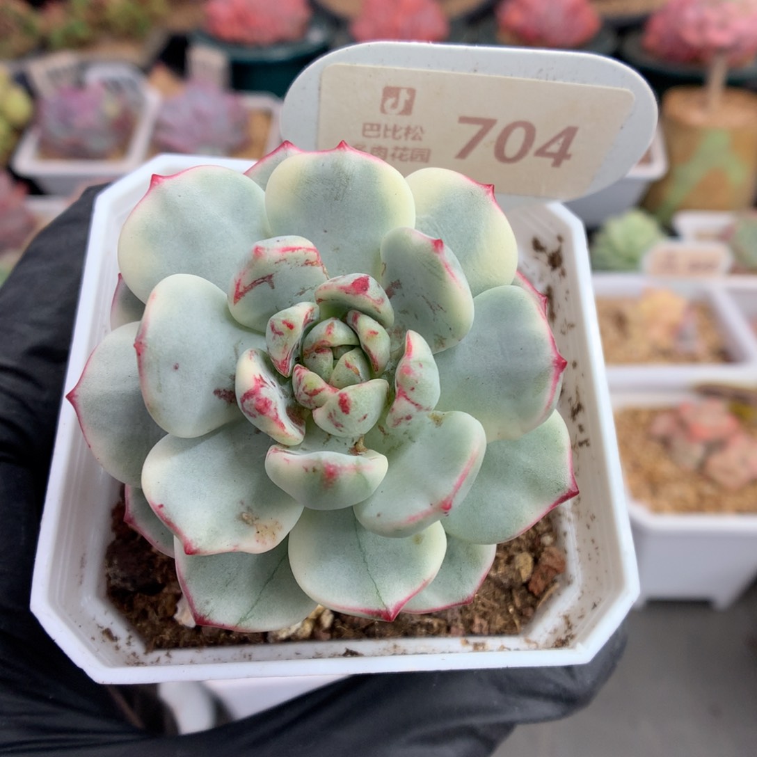 704 血斑拉丝香草锦