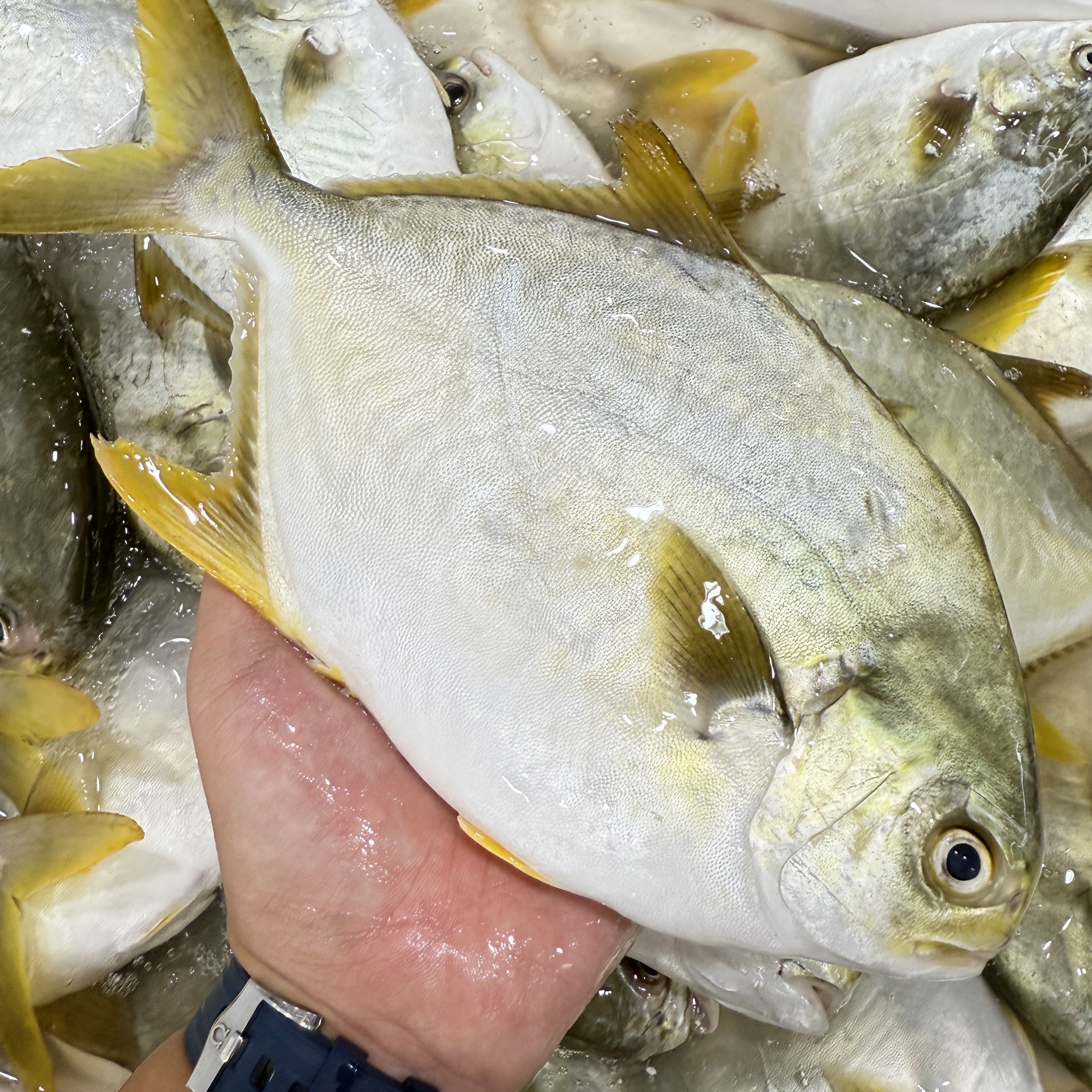 【马鲛仔海产】 本港海金鲳鱼 6条 250-300g/条速冻顺丰包邮博贺港