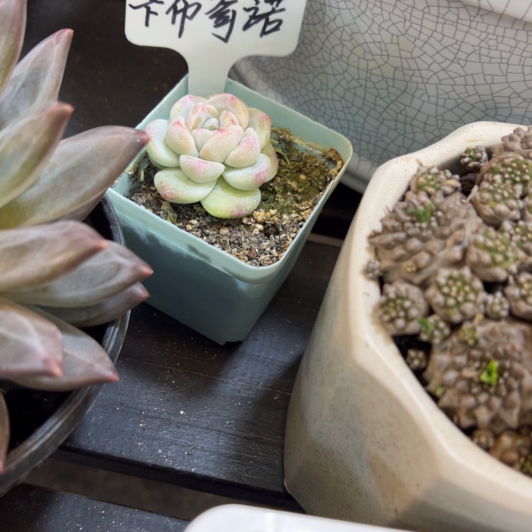 卡***王卡布奇诺白冰玉一个