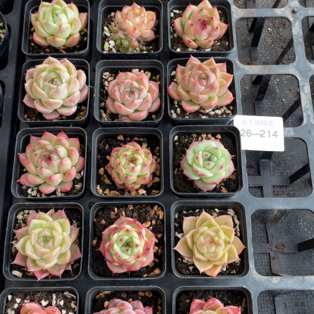 一物一拍18棵26-214