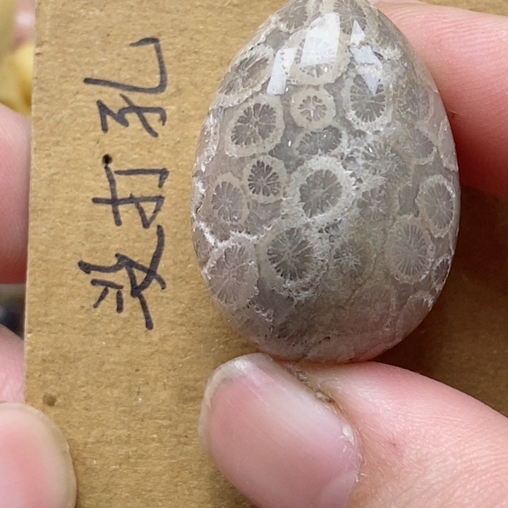 颈饰未镶嵌硅化珊瑚（珊瑚玉）有瑕