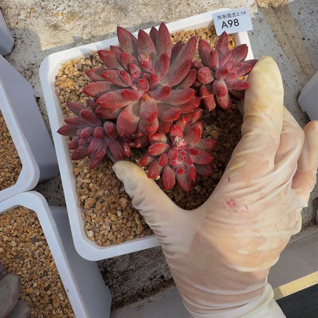 a a a a a a a a a a 98