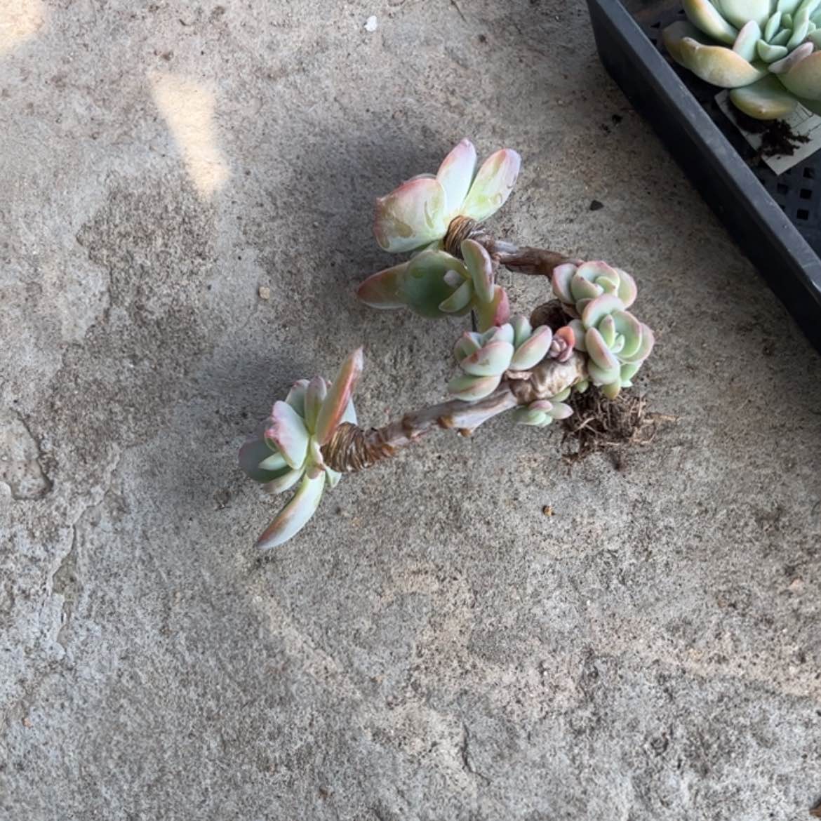 【闪购商品】无花朵小*