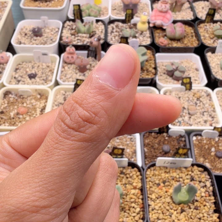 ?****桃天使之翼大眼睛 差价 12-7-L15