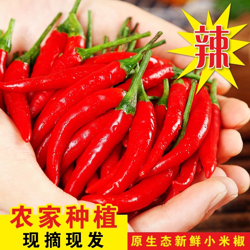 现摘现发云南新爆辣高山小米椒鲜椒红辣椒小米辣小米椒特辣新鲜