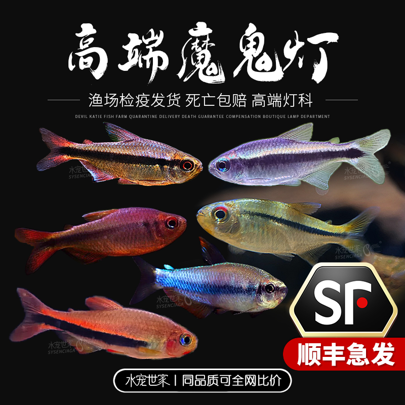 幻彩青魔鬼蓝魔红眼天青魔鬼紫罗兰魔鬼高端草缸小型鱼靛蓝魔鬼灯