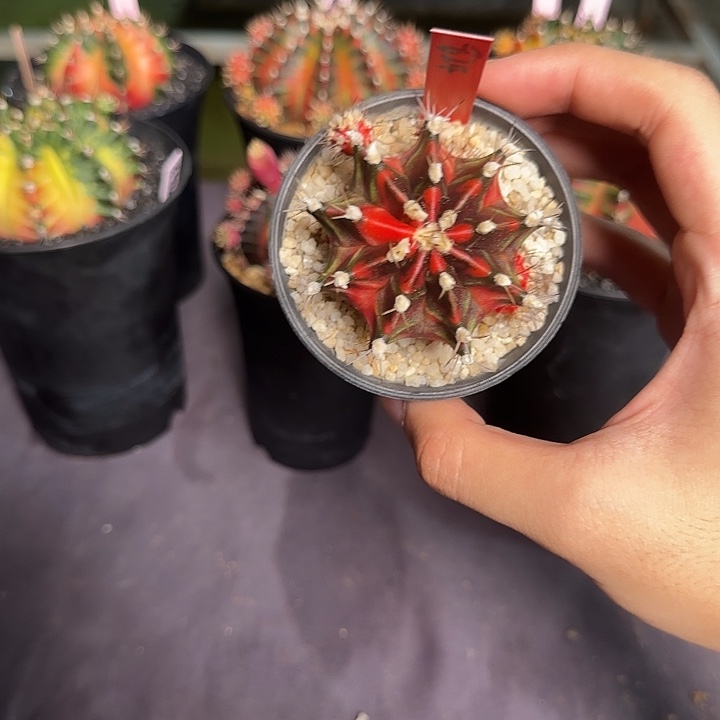 824-0329泰国发货