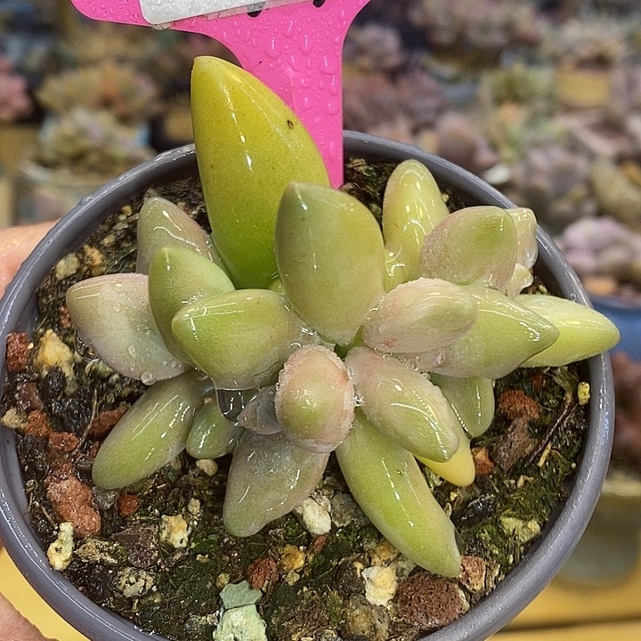 香蕉美人462号的啊啊啊多肉啊啊