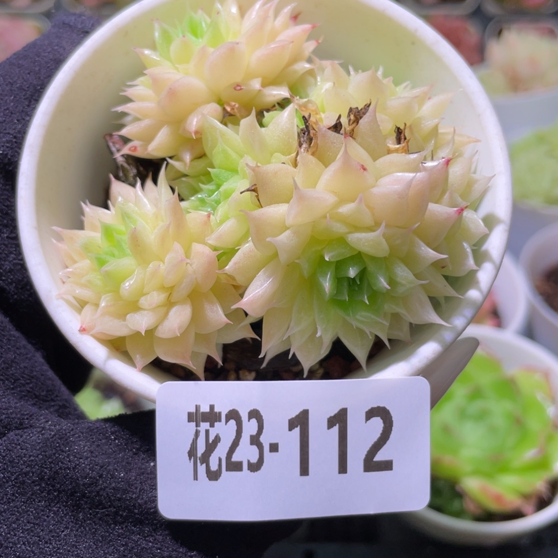 花利美23-112麦秆群