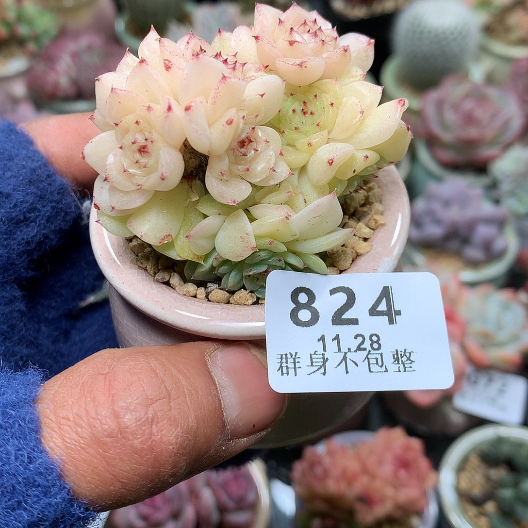 精控拇指盆11.28824