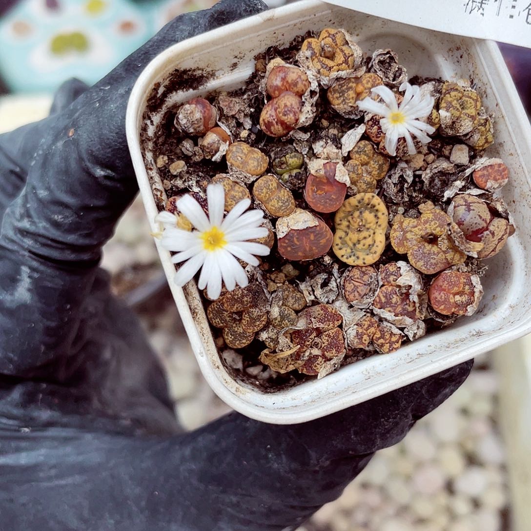 生石花18包邮0906-84