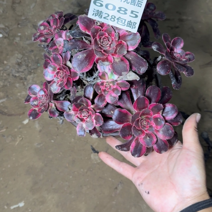 蓝***姬6085二号棚香奈尔C