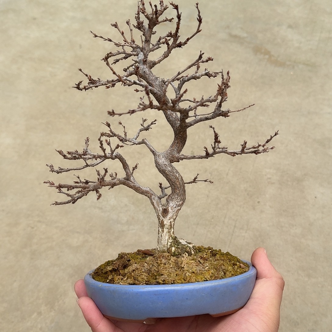 无花朵小米盆景放漏岩四手