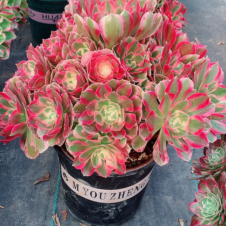 女郎法师多肉图片植物