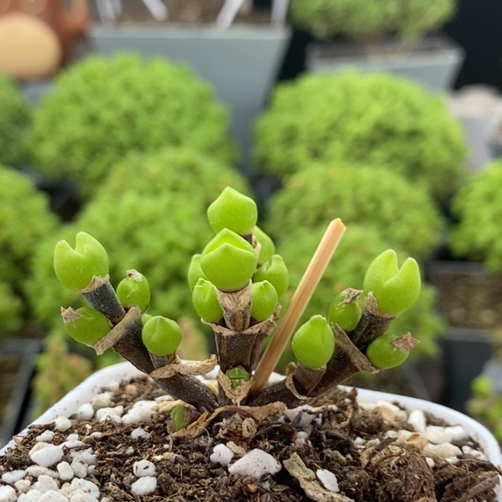 枝干兔子8391枝干番杏