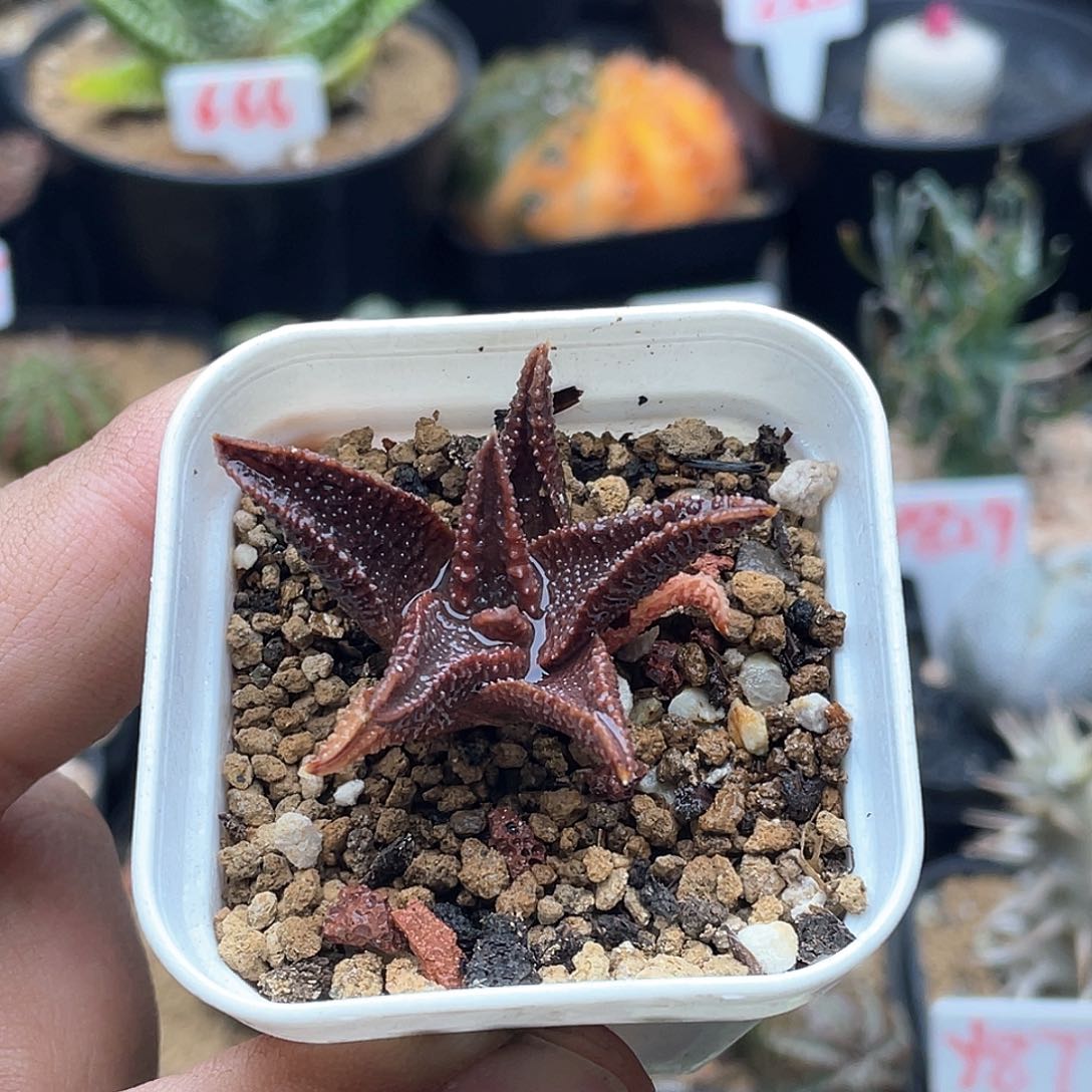 实生黑王寿 致远多肉