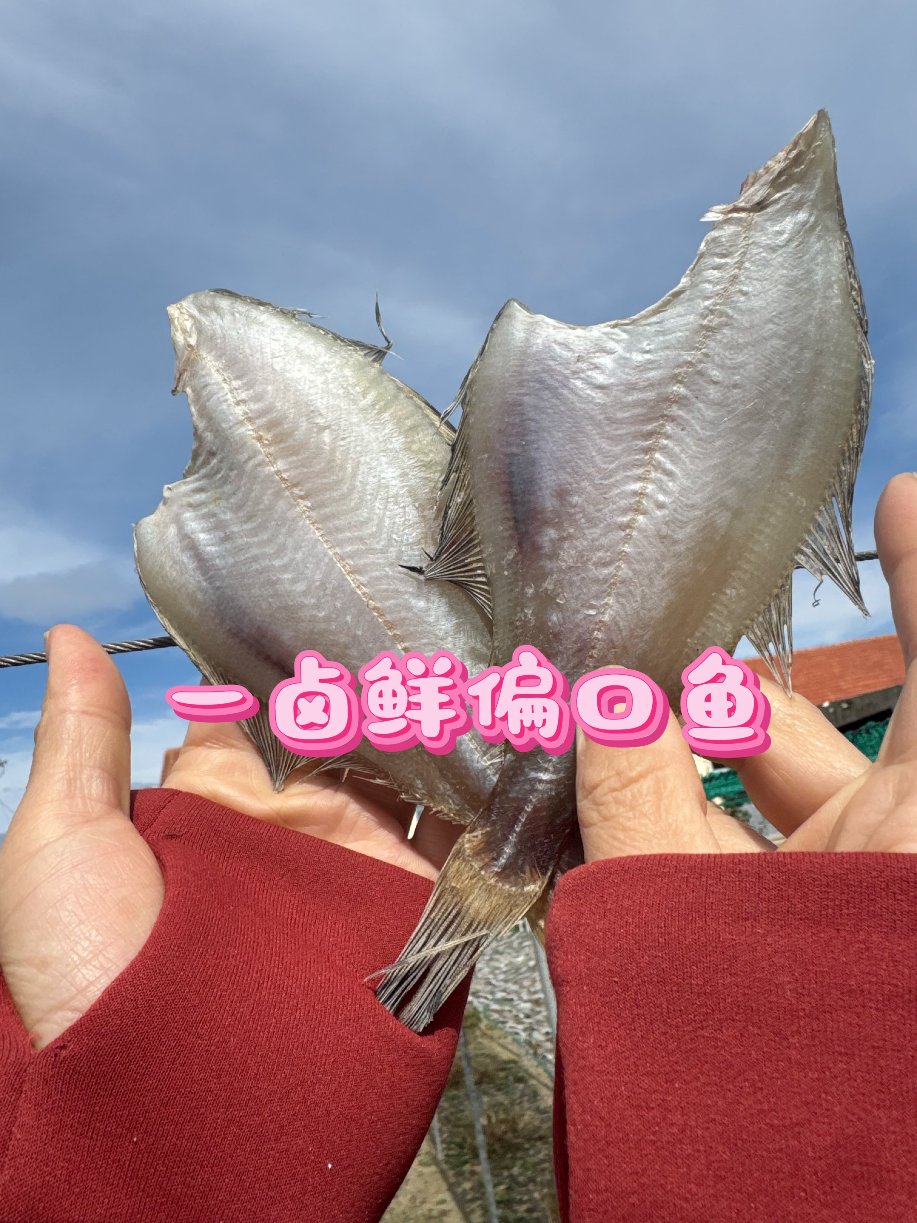 荣成自然晾晒一卤鲜偏口（长脖 ）鱼干 