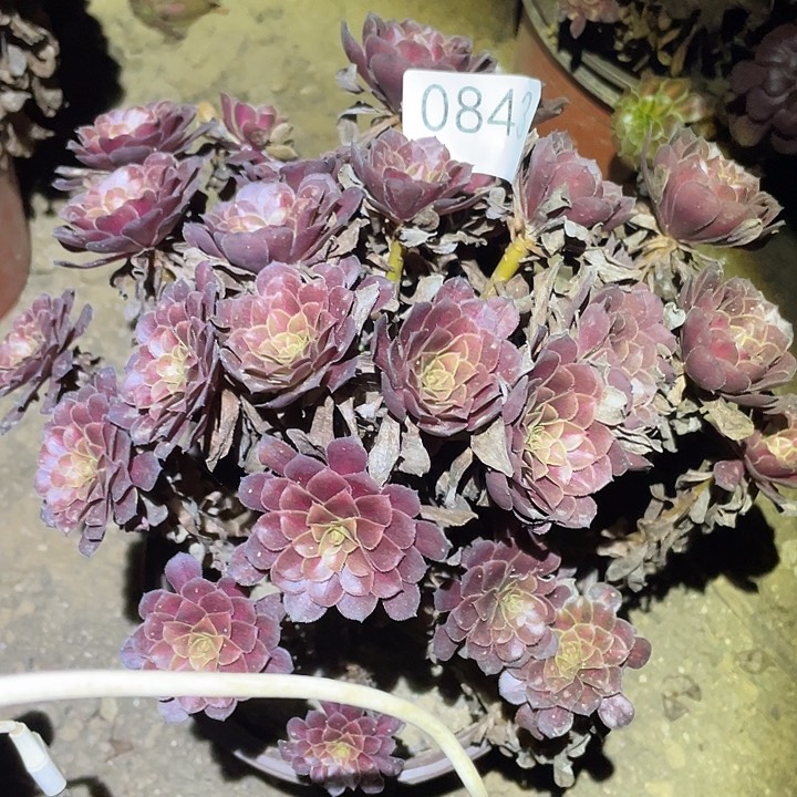 多肉植物法师843黑铜壶中班