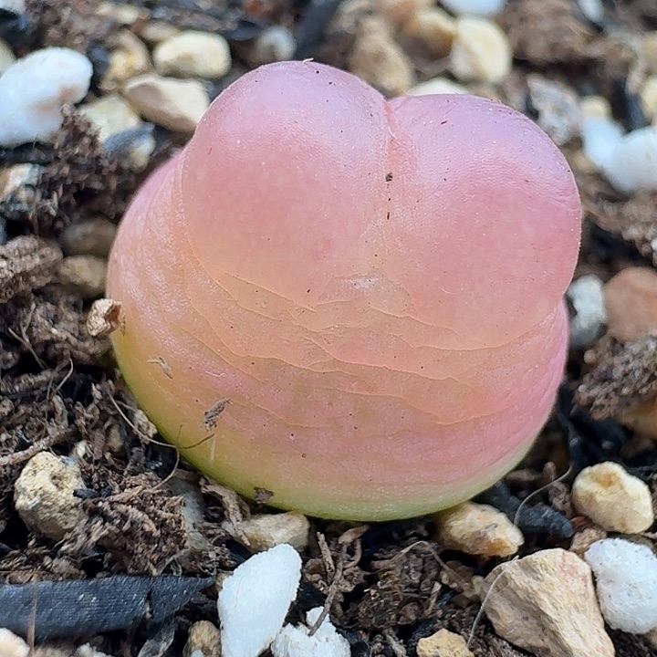 老马生石花拉登1808