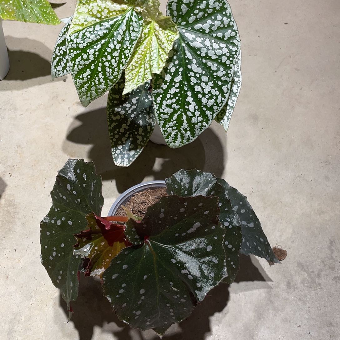 无花朵四颗竹节秋海棠