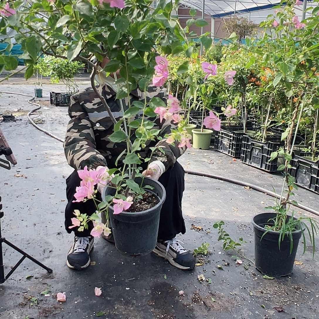 当前无花栽培后可以开花粉可爱棒棒糖一颗69.9