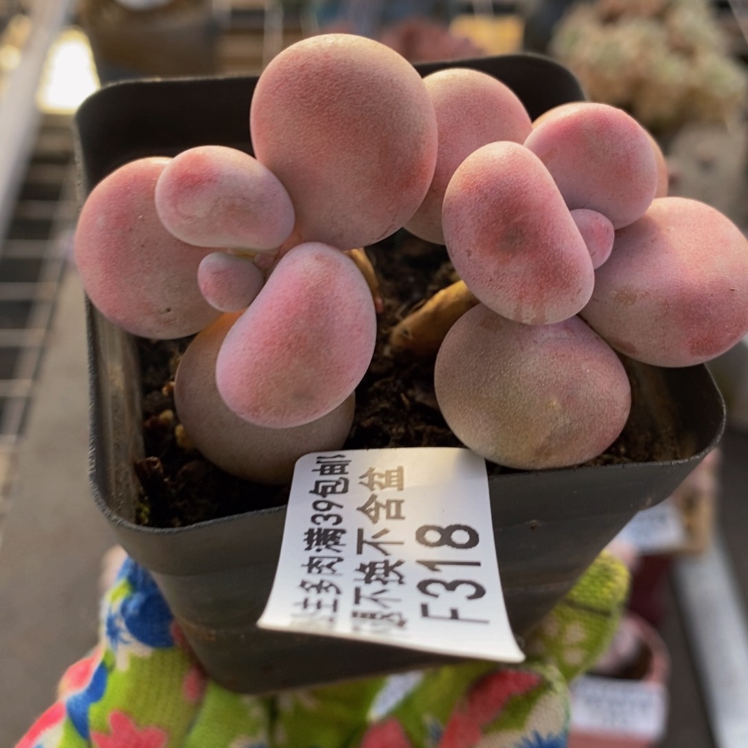 腰子桃蛋318/6c m