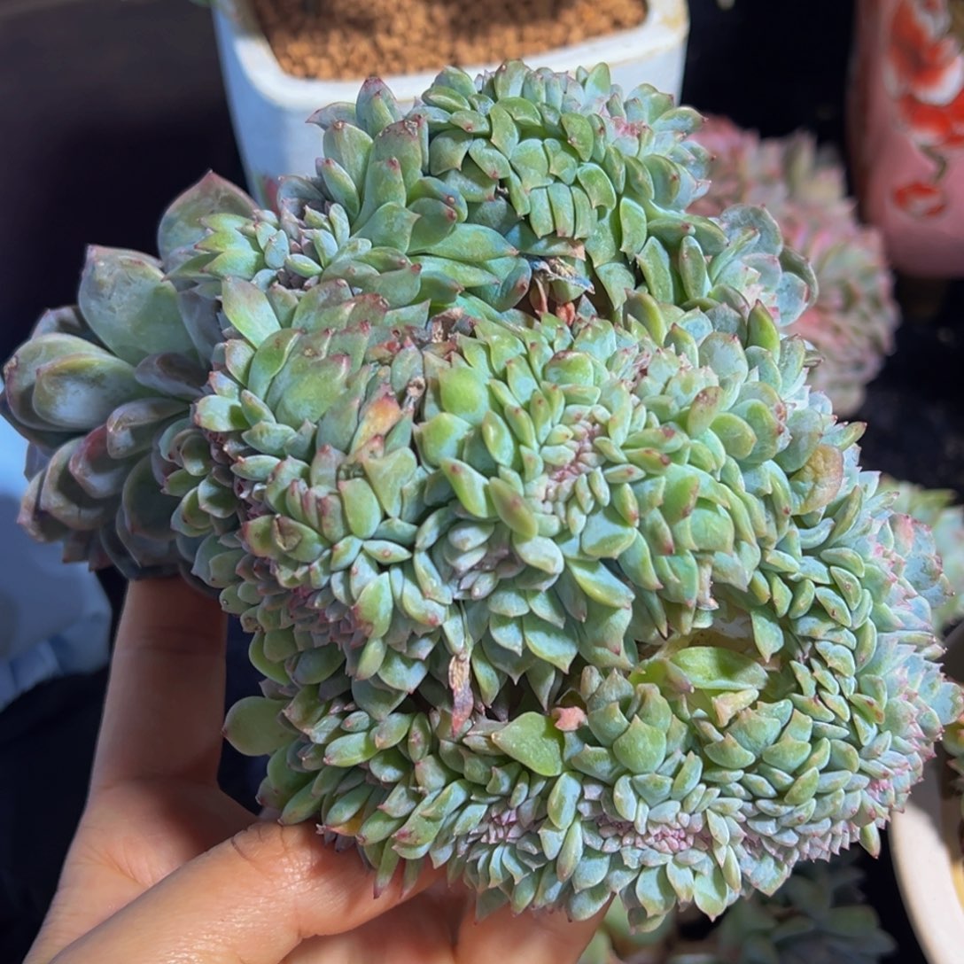  水蜜桃 水蜜桃 水蜜桃