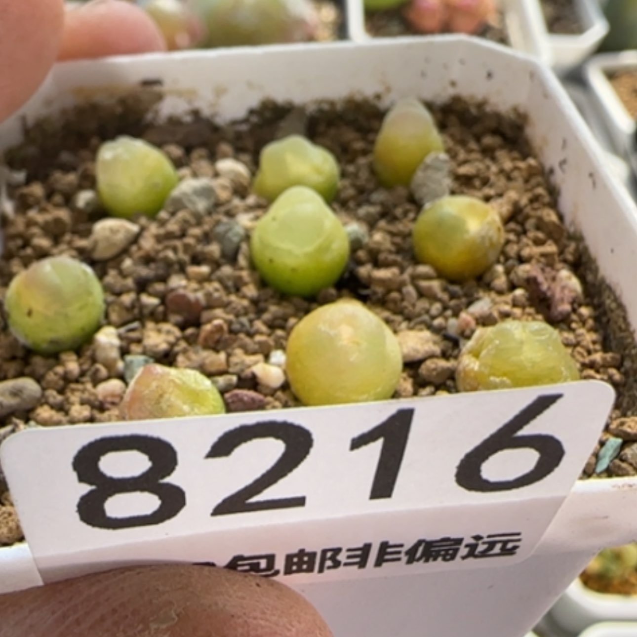 【闪购商品】p****e8216    