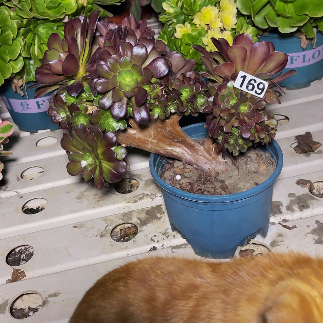 法师法师7-5包邮法师